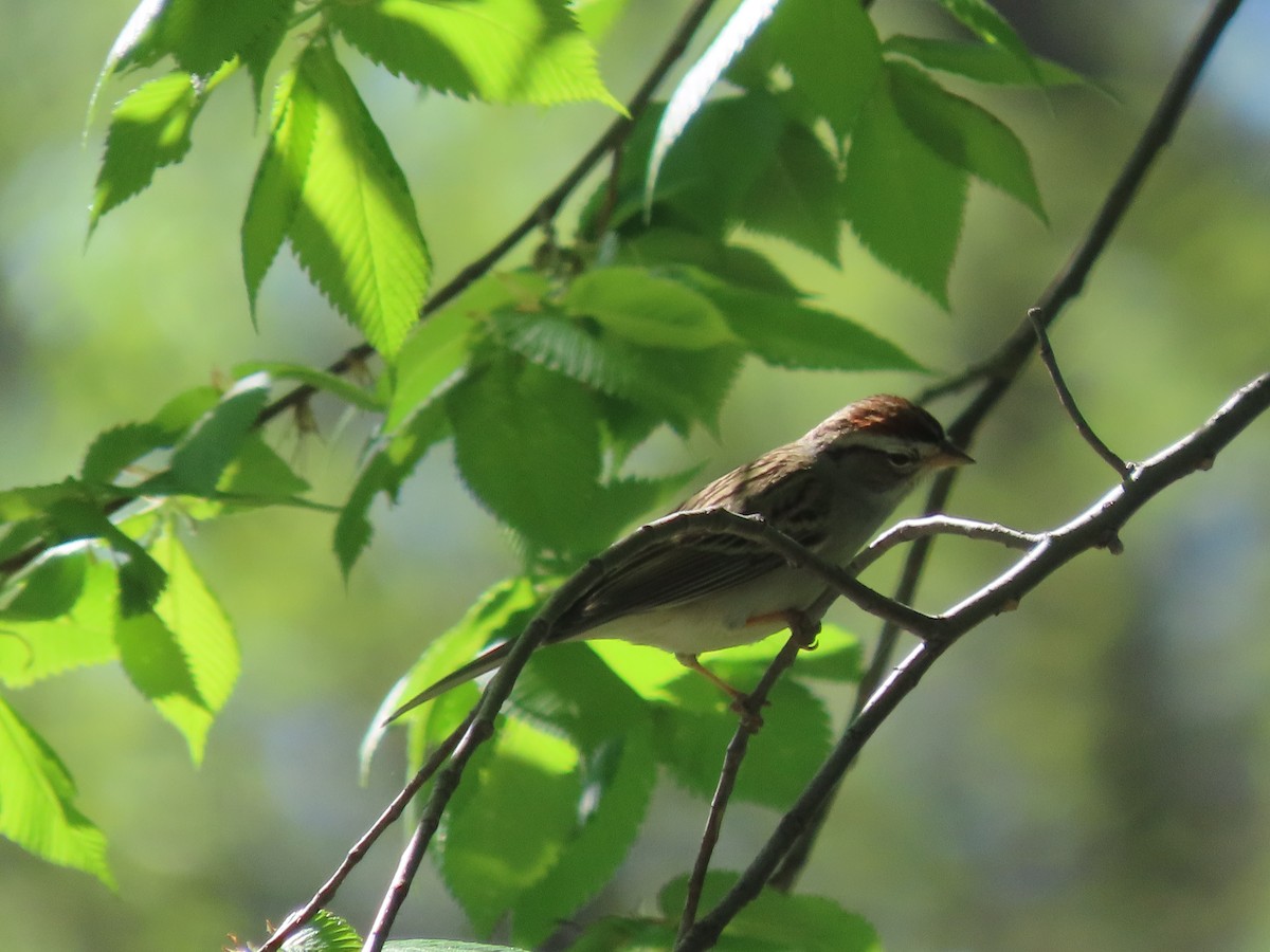 Chipping Sparrow - Dick Zerger