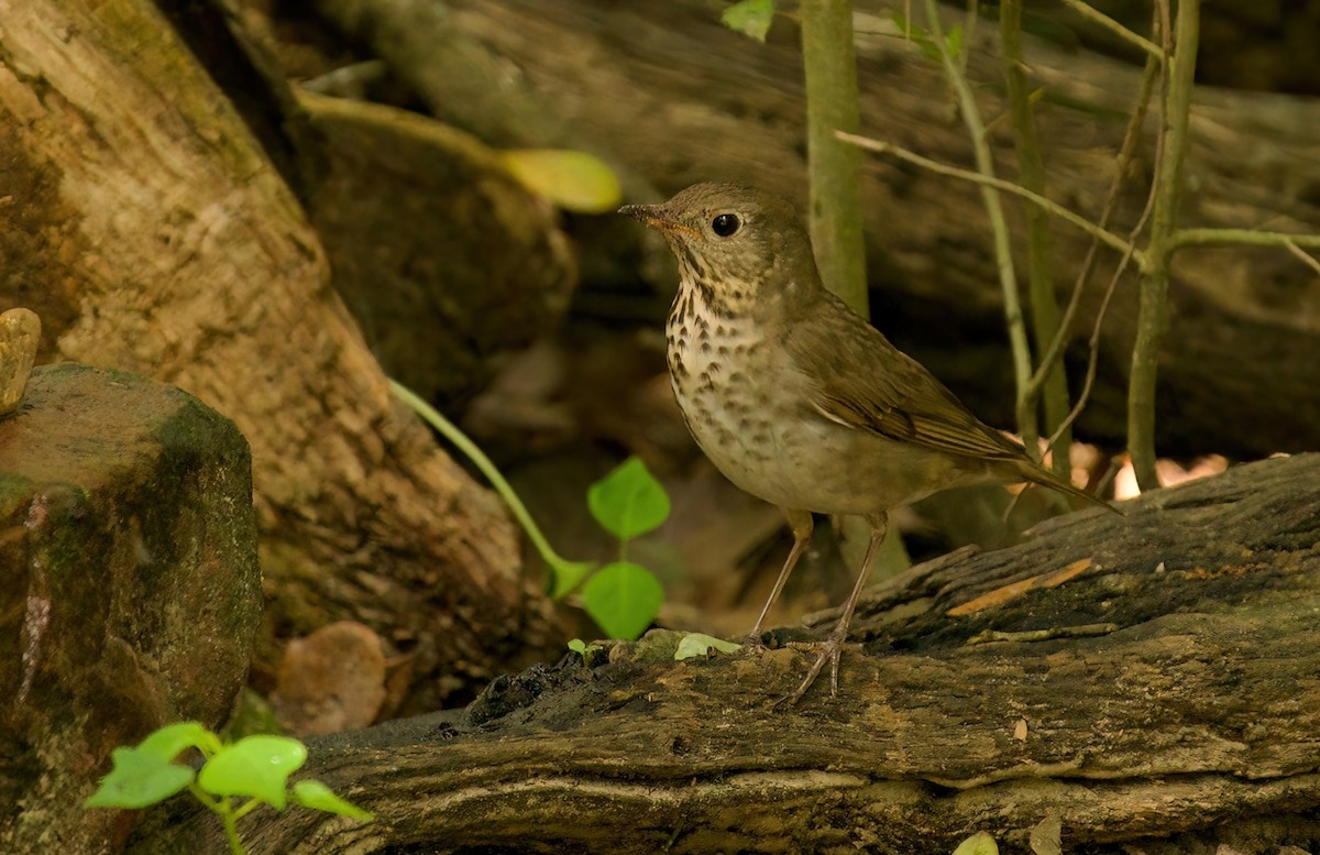 Gray-cheeked Thrush - ML618162733