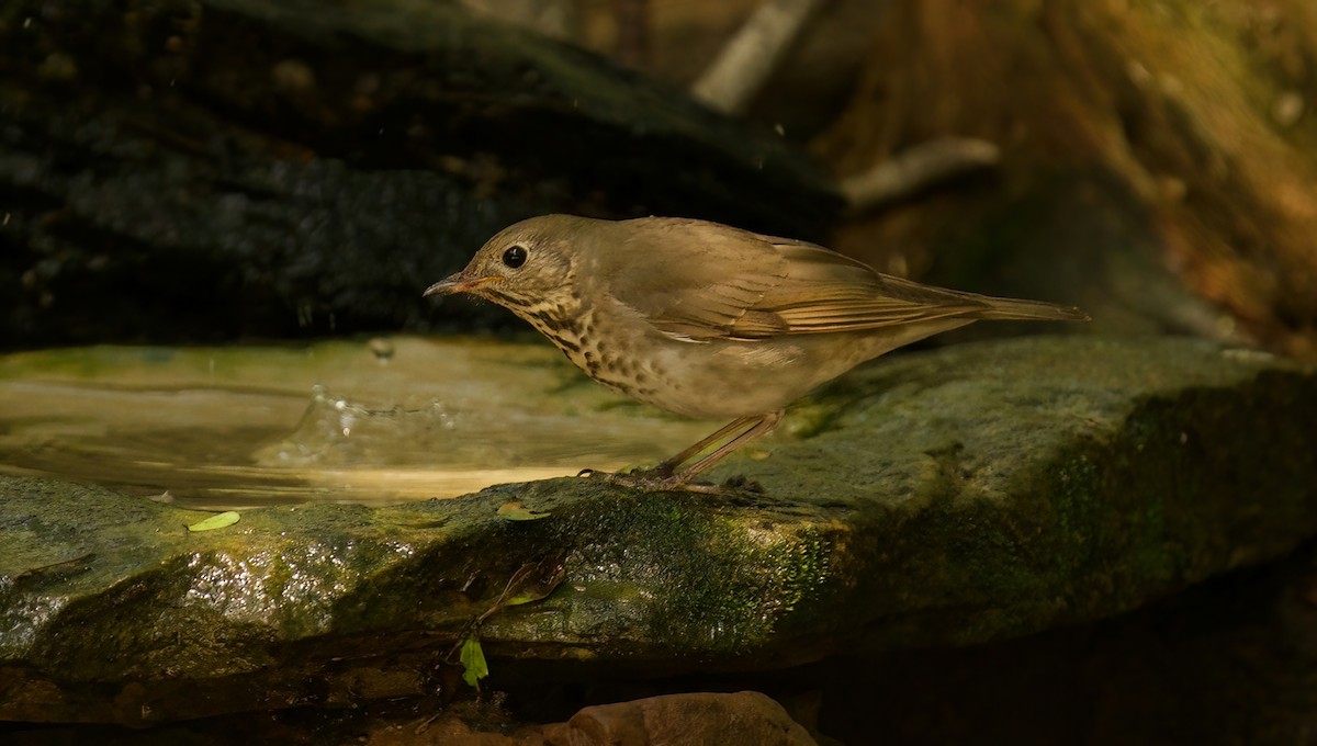 Gray-cheeked Thrush - ML618162734