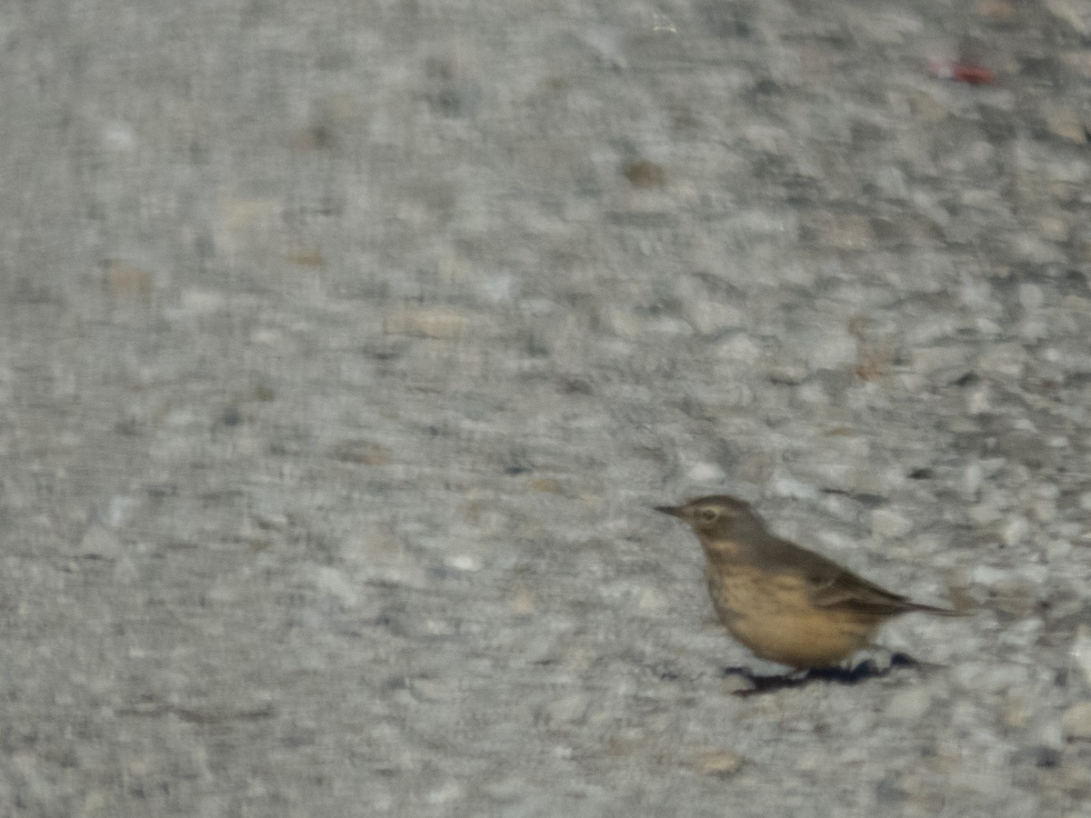 American Pipit - ML618162740