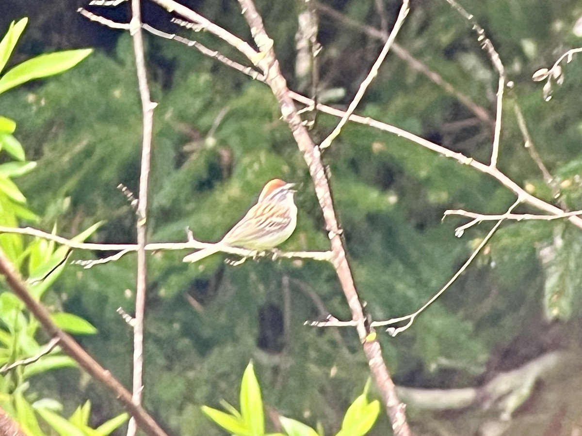 Chipping Sparrow - ML618162752