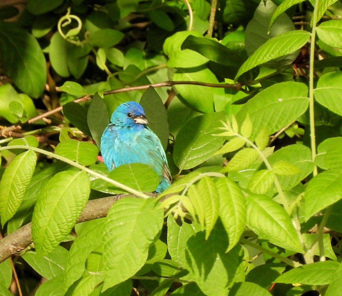 Indigo Bunting - Jennifer (and Scott) Martin