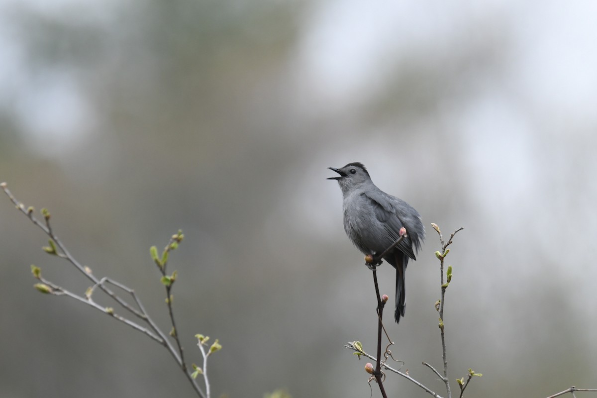 Gray Catbird - ML618162766