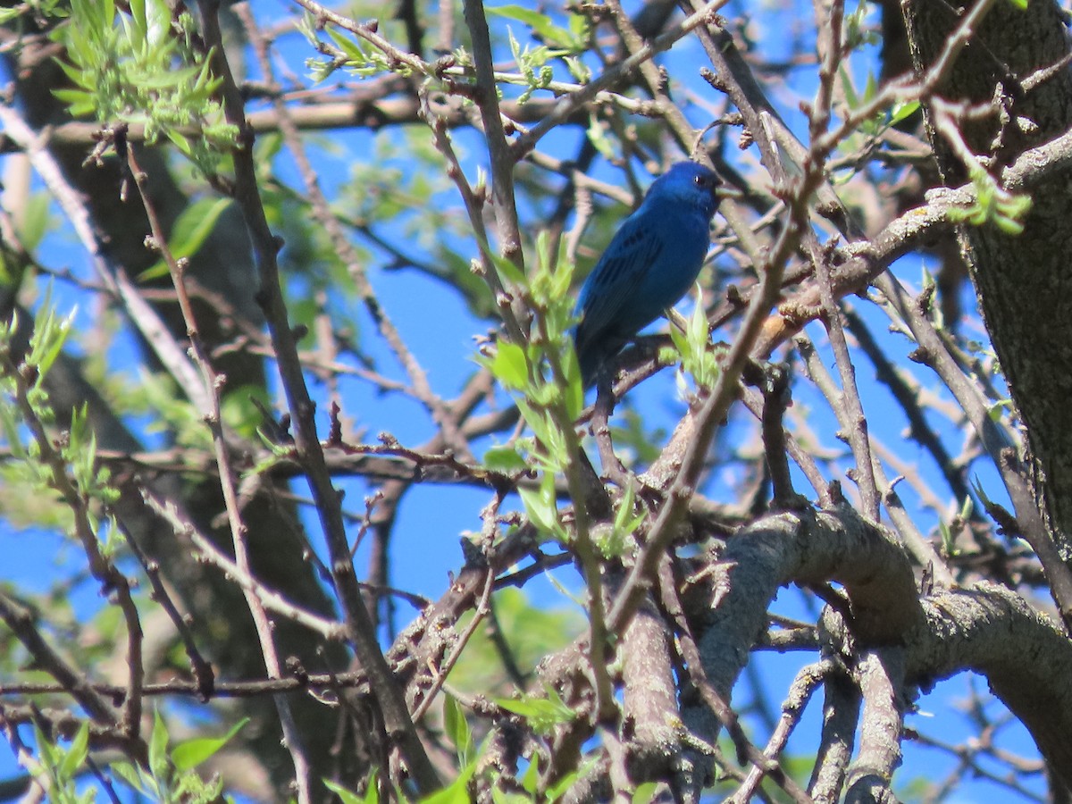 Indigo Bunting - Dick Zerger