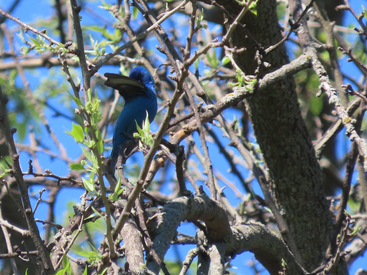 Indigo Bunting - Dick Zerger