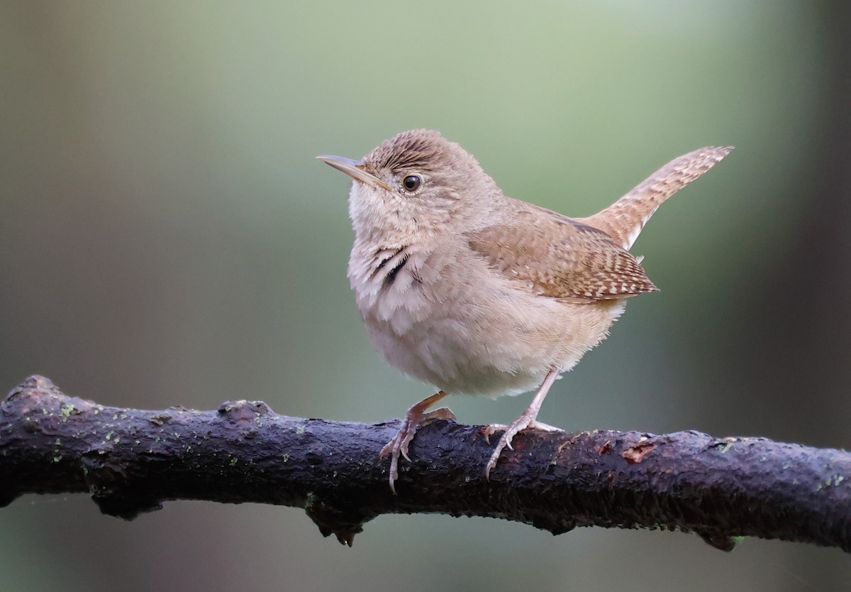 House Wren - Randall Everts