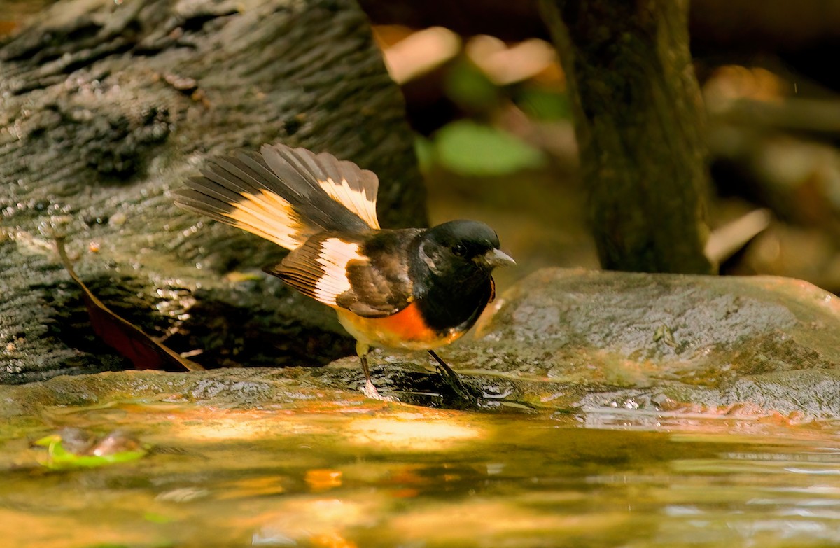 American Redstart - Jane Mygatt