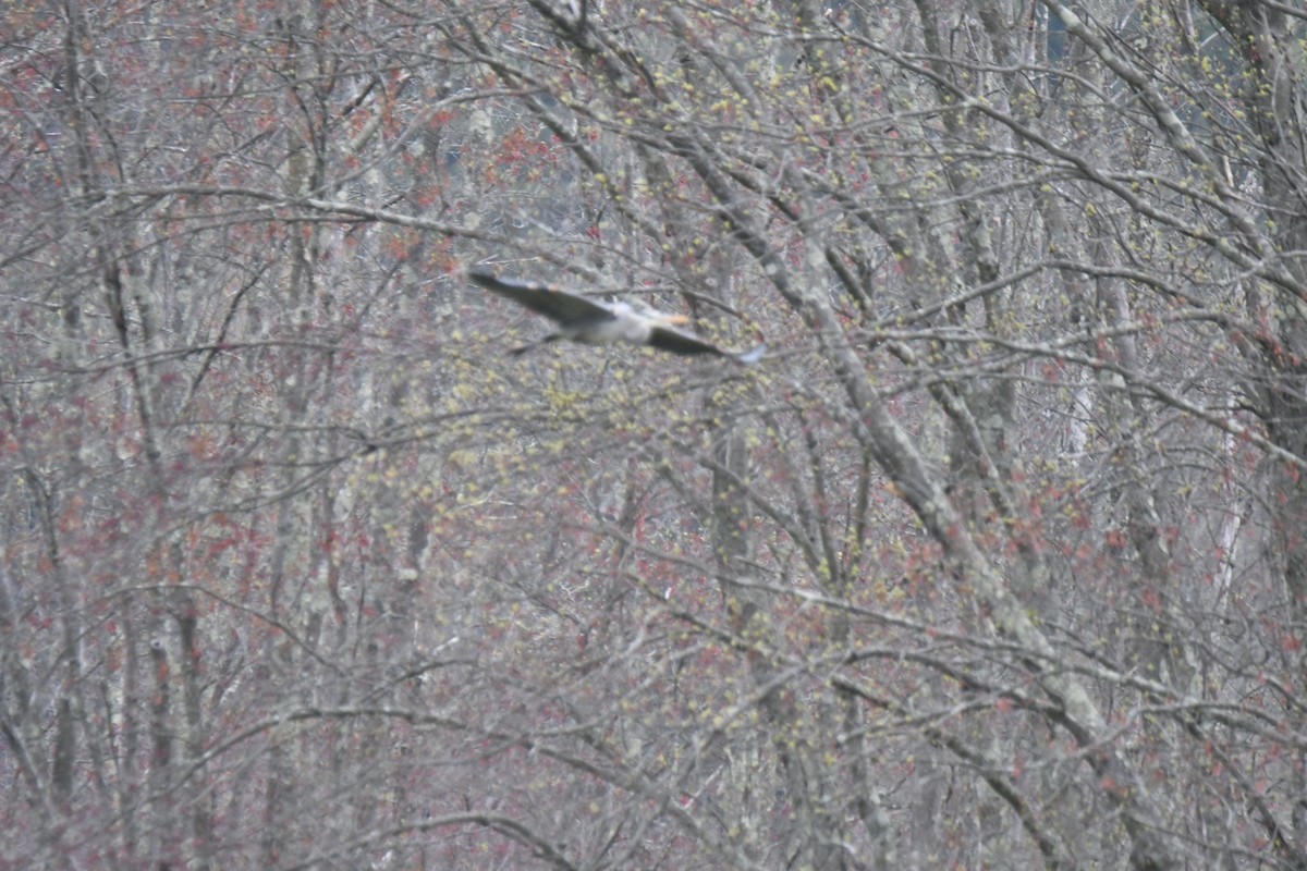 Great Blue Heron - ML618162814