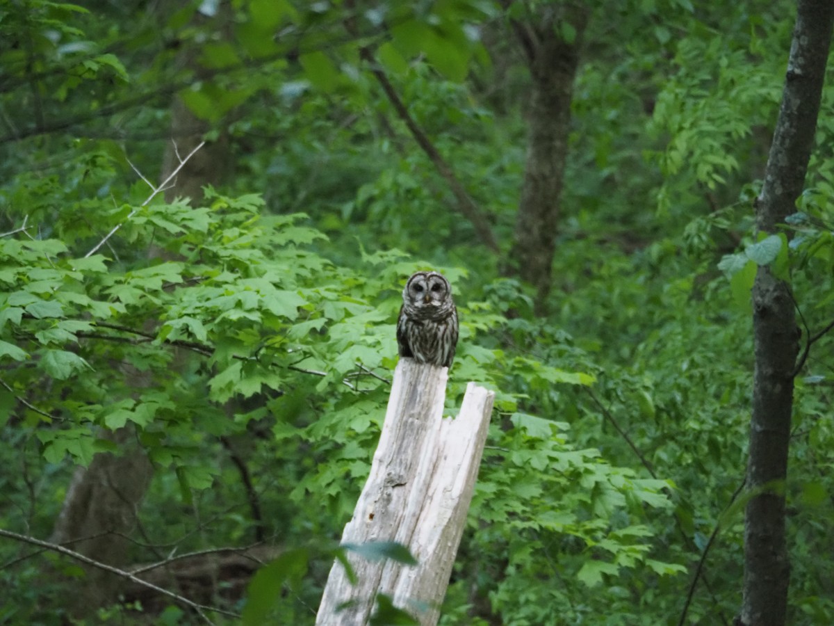 Barred Owl - ML618162833