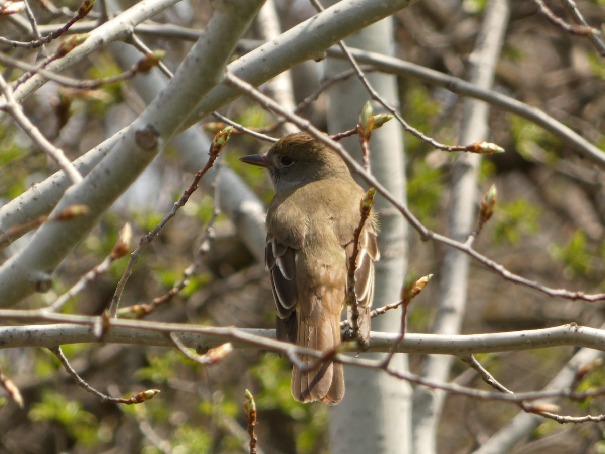 Great Crested Flycatcher - Jeff DeRuyter