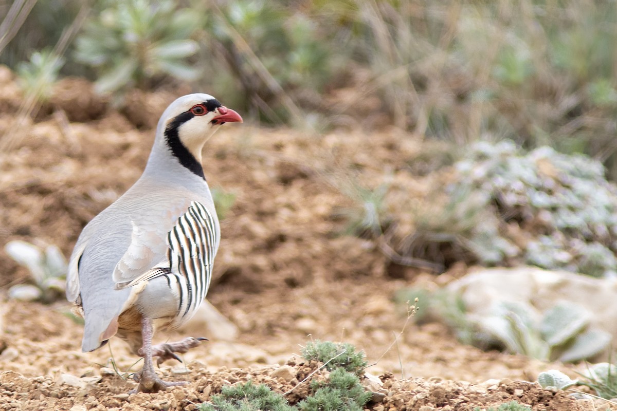 Chukar - Volkan Donbaloglu