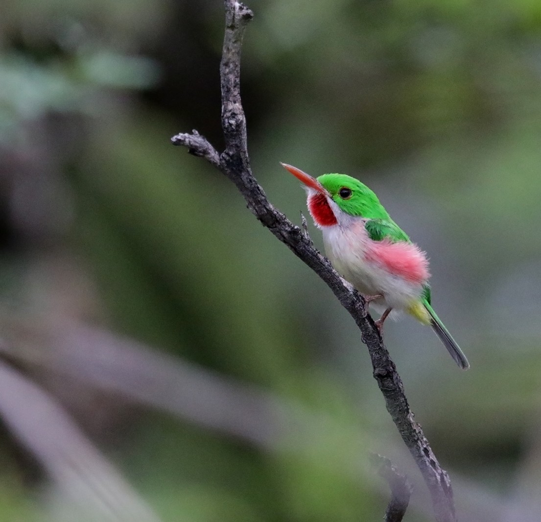 Broad-billed Tody - ML618162868