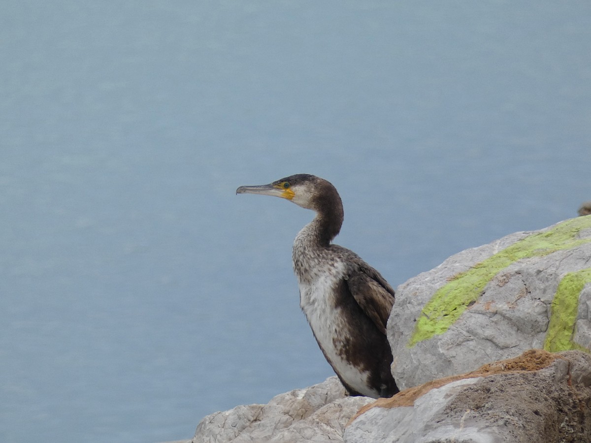 Great Cormorant - José Ignacio Dies