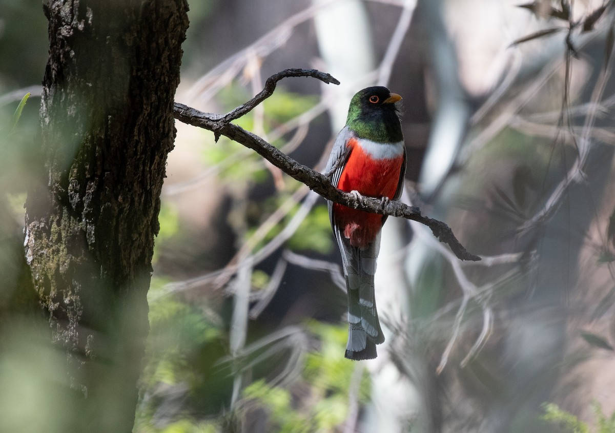 Elegant Trogon - Henry  Trimpe