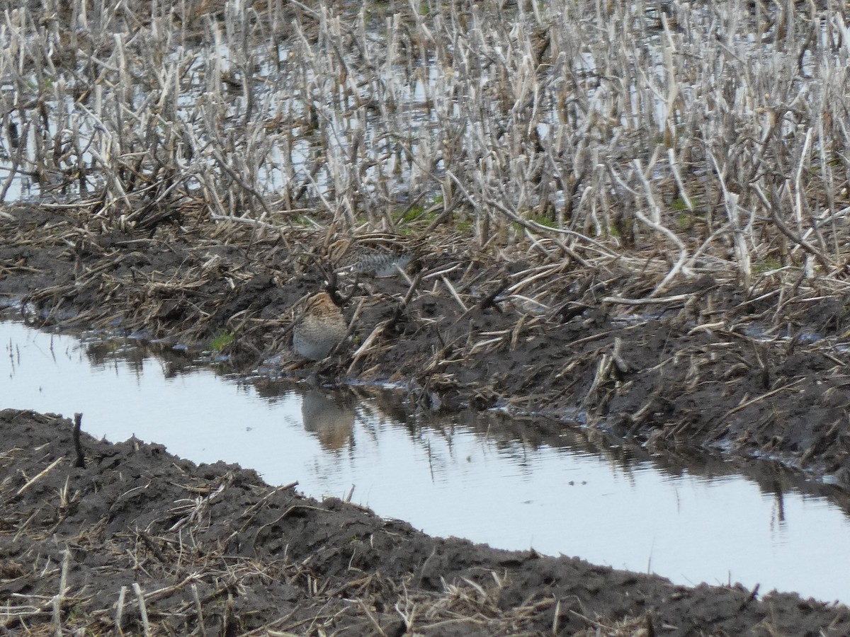 Wilson's Snipe - ML618162896