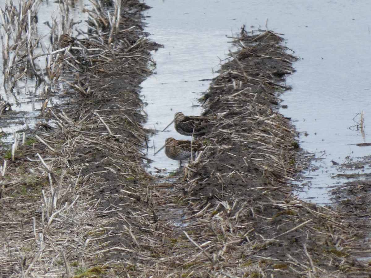 Wilson's Snipe - ML618162902