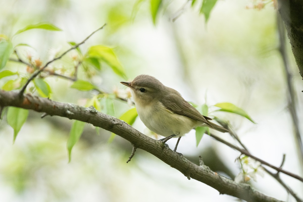 Warbling Vireo - Keith Bowers