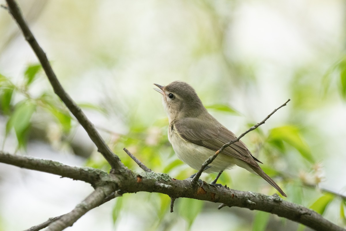 Warbling Vireo - Keith Bowers