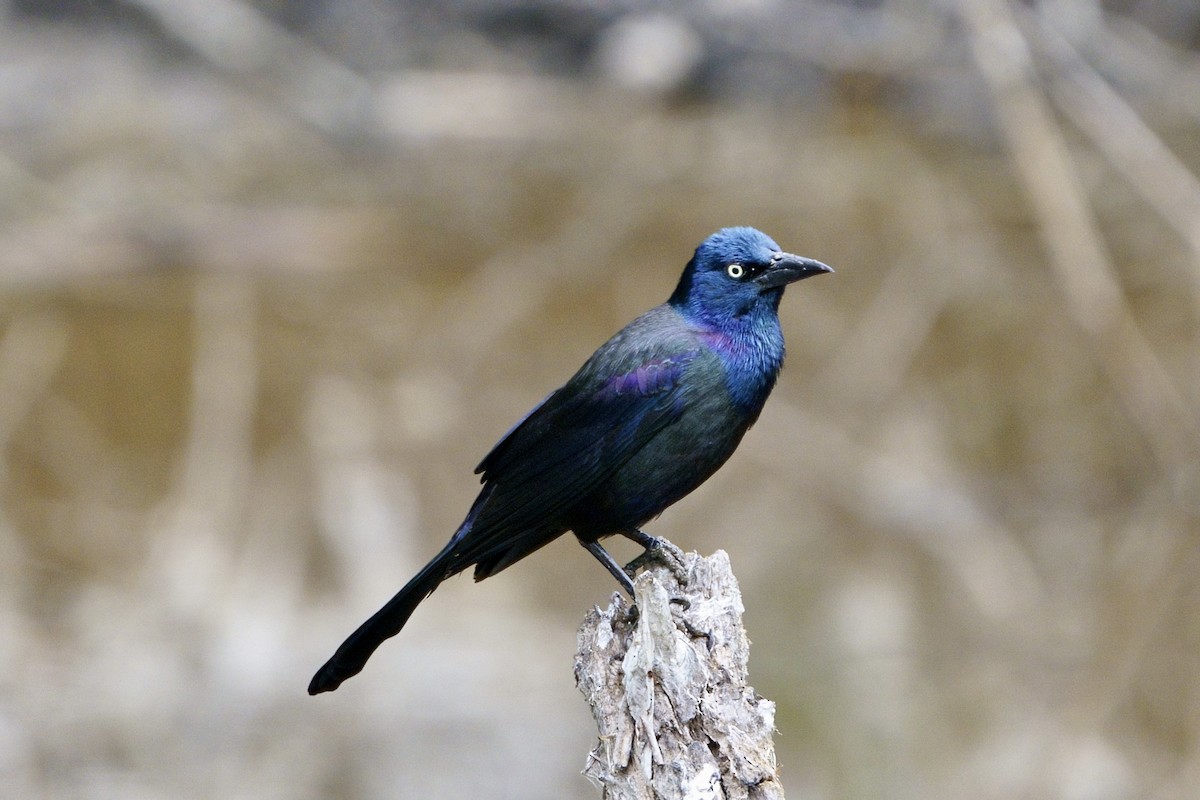 Common Grackle - ML618162910