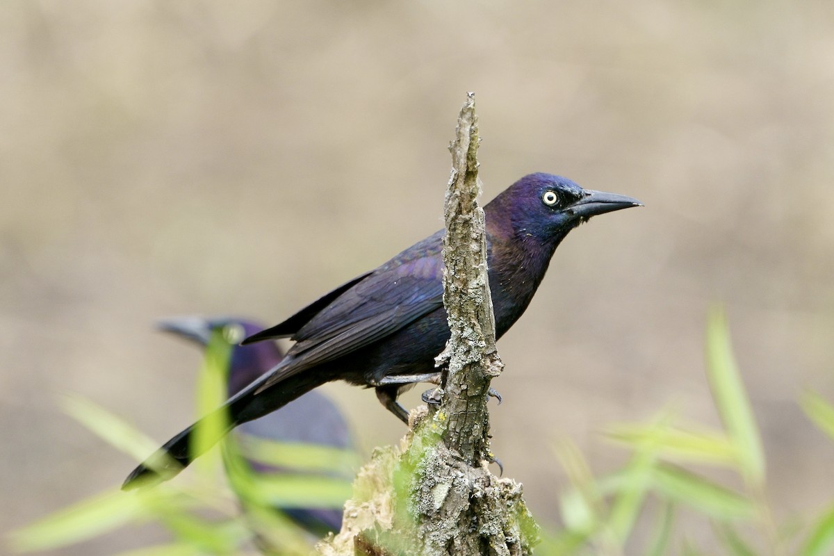 Common Grackle - ML618162911