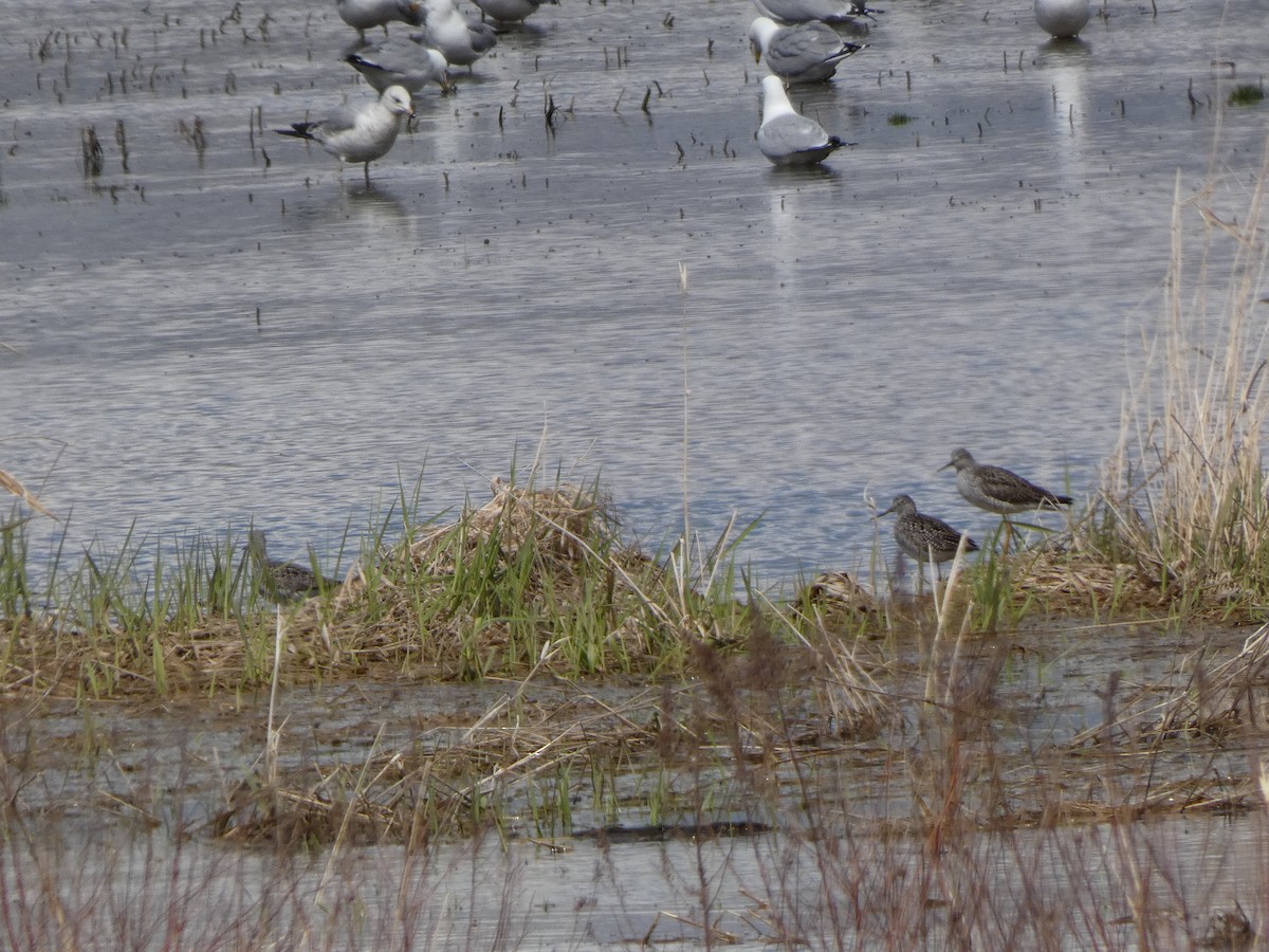 Greater Yellowlegs - A. Nicholson