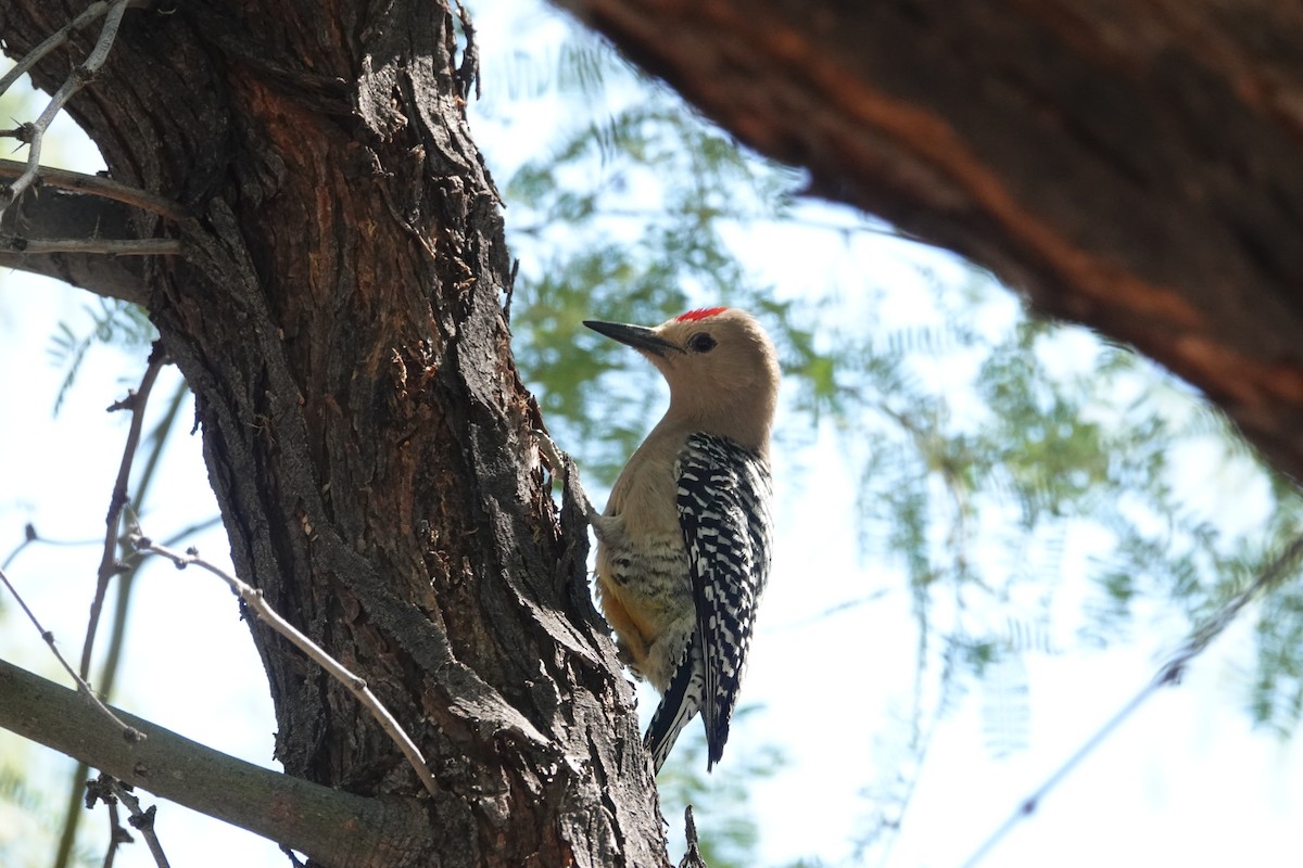 Gila Woodpecker - ML618162915