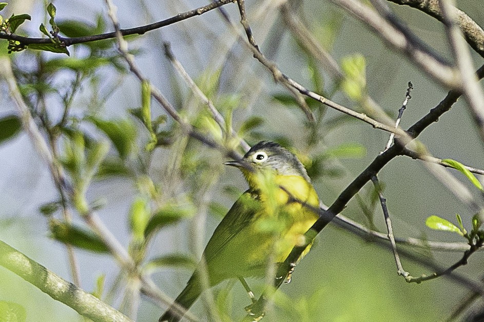 Nashville Warbler - David Ackerman