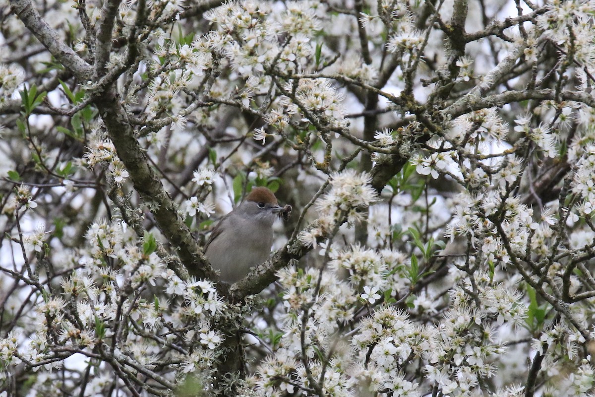 Eurasian Blackcap - Tom Ensom