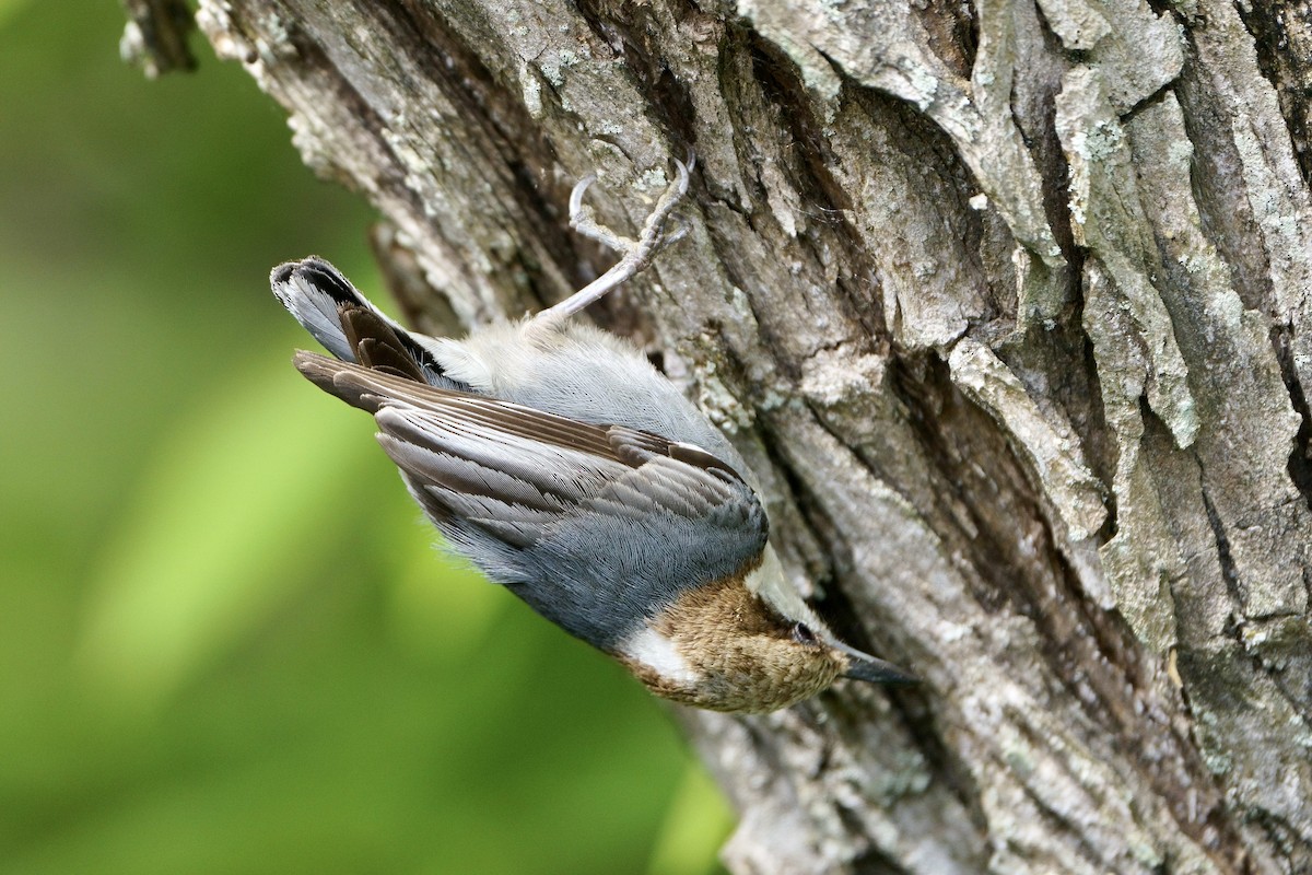 Brown-headed Nuthatch - Mitchell Dart