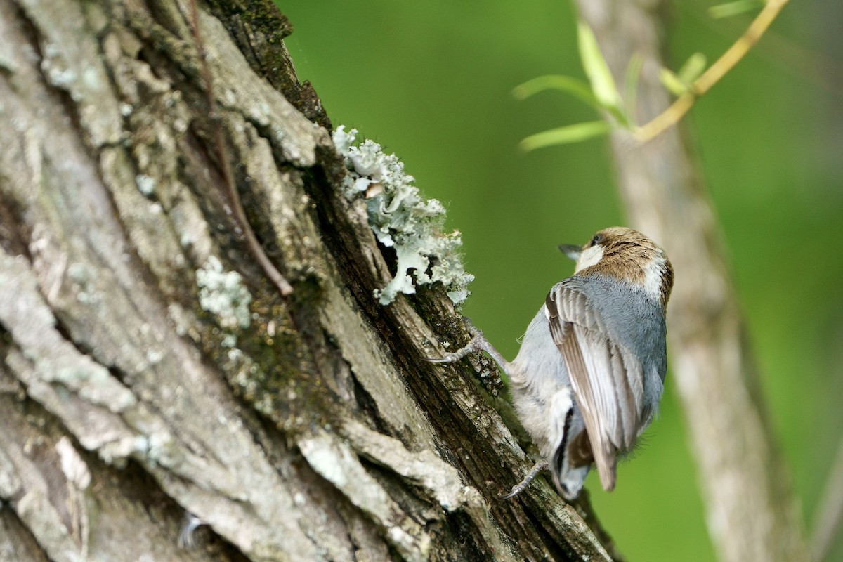 Brown-headed Nuthatch - Mitchell Dart