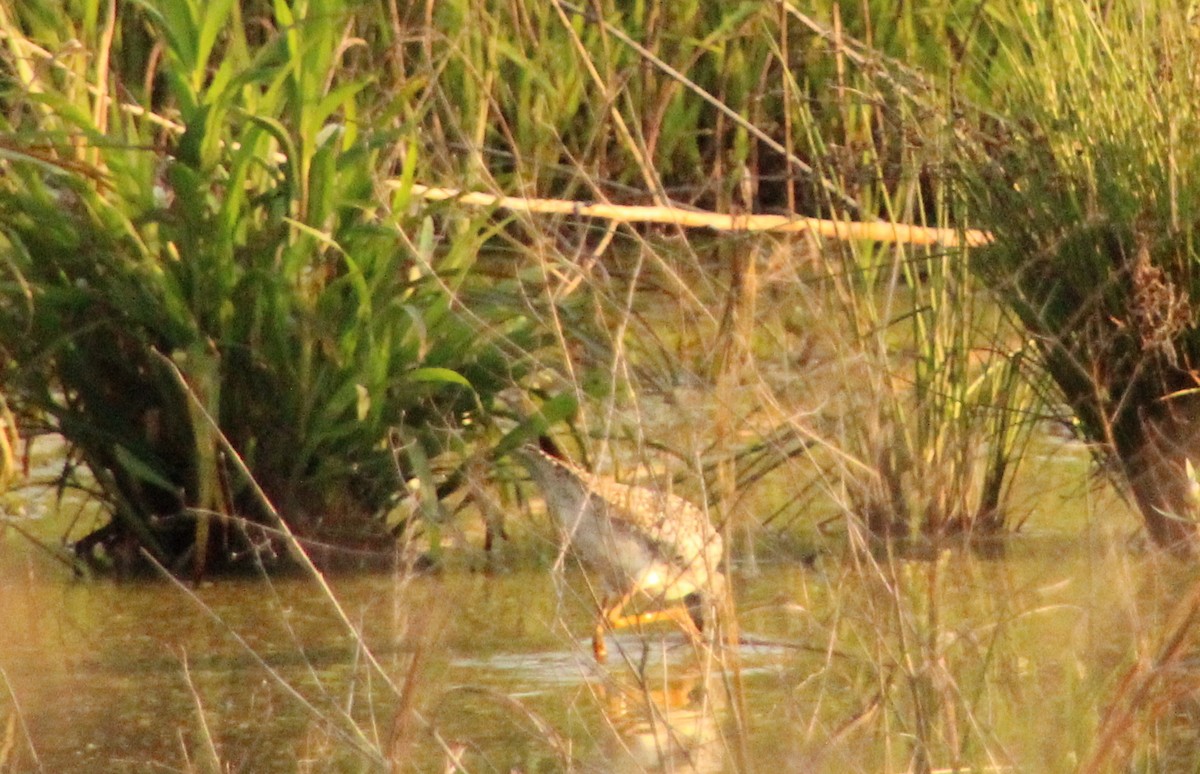 Greater Yellowlegs - Carole Swann