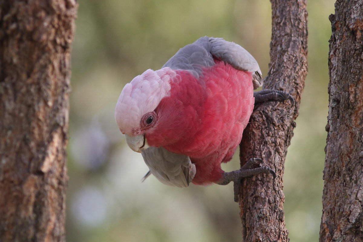 Galah - Andrey Mikhaylov