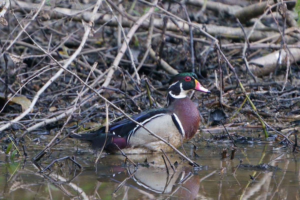 Wood Duck - Mitchell Dart