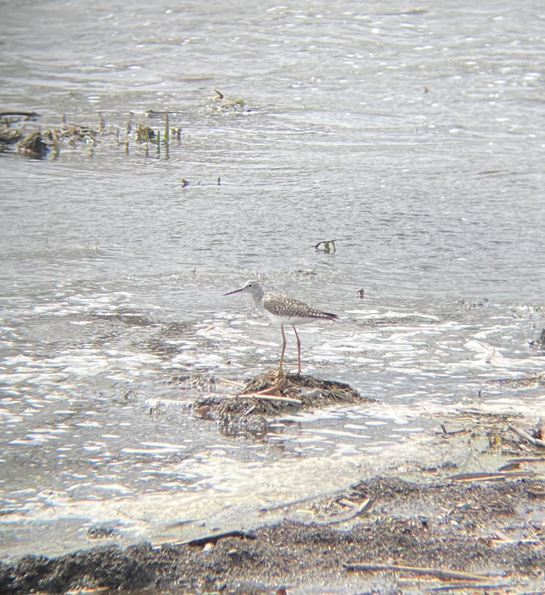 Lesser Yellowlegs - Danielle Jaimes