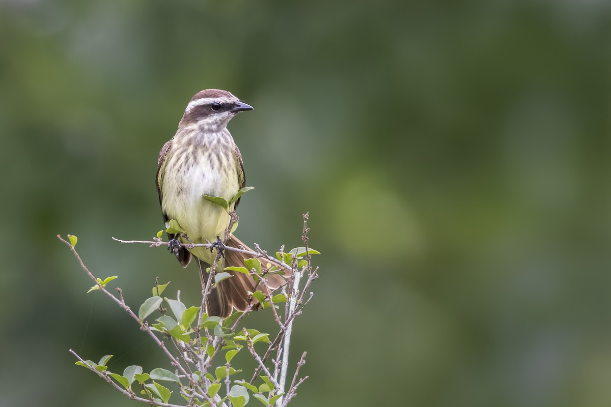 Piratic Flycatcher - ML618162956