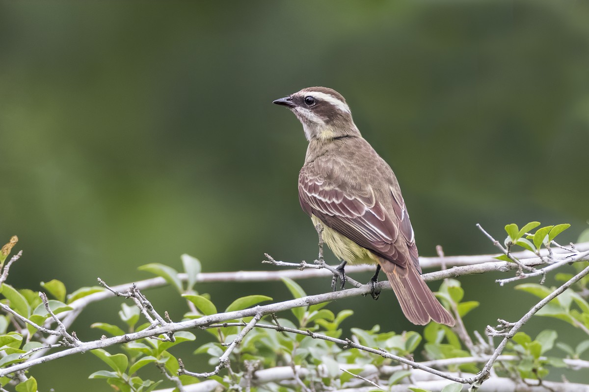 Piratic Flycatcher - ML618162958