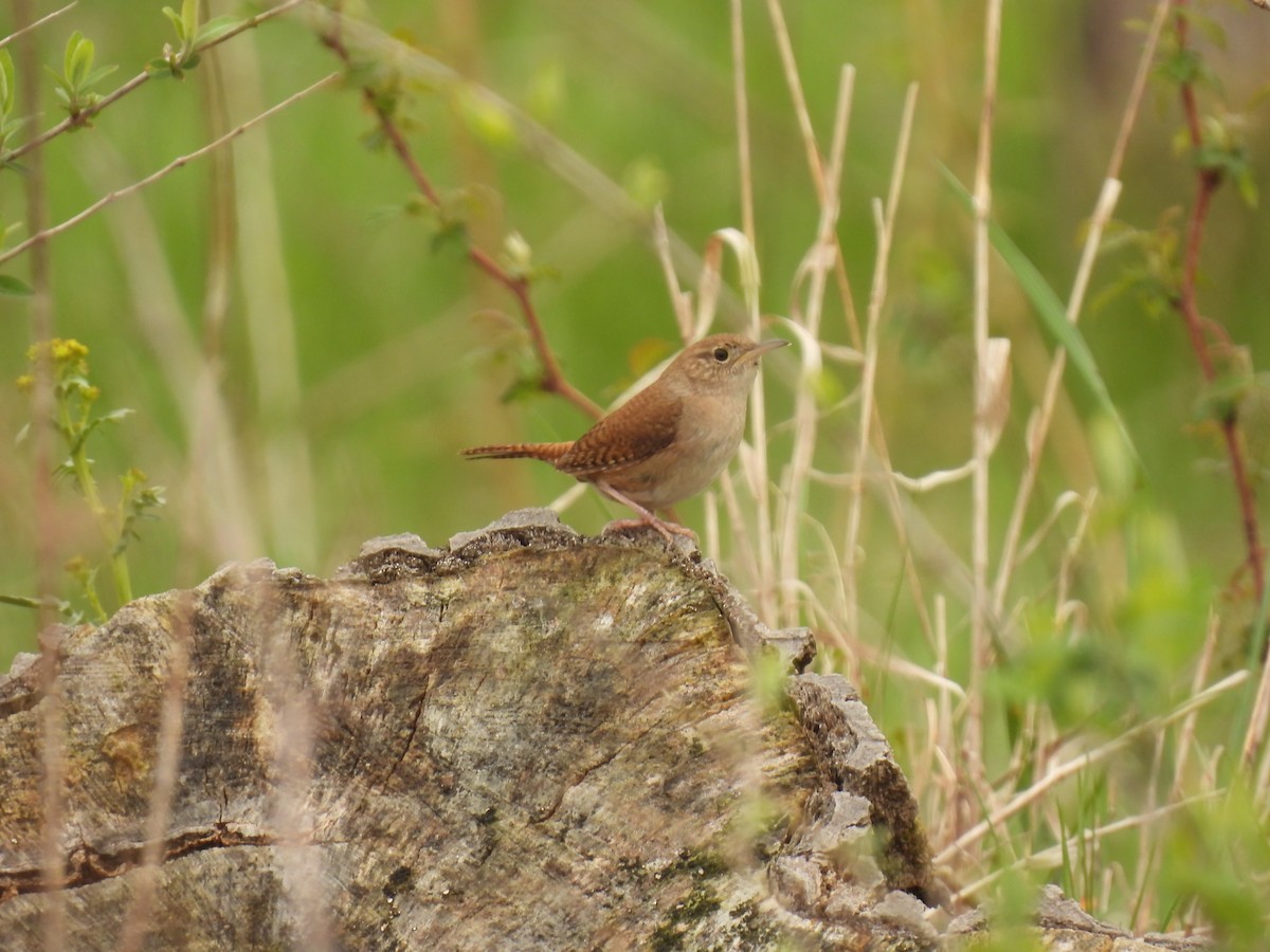 Northern House Wren - ML618162972