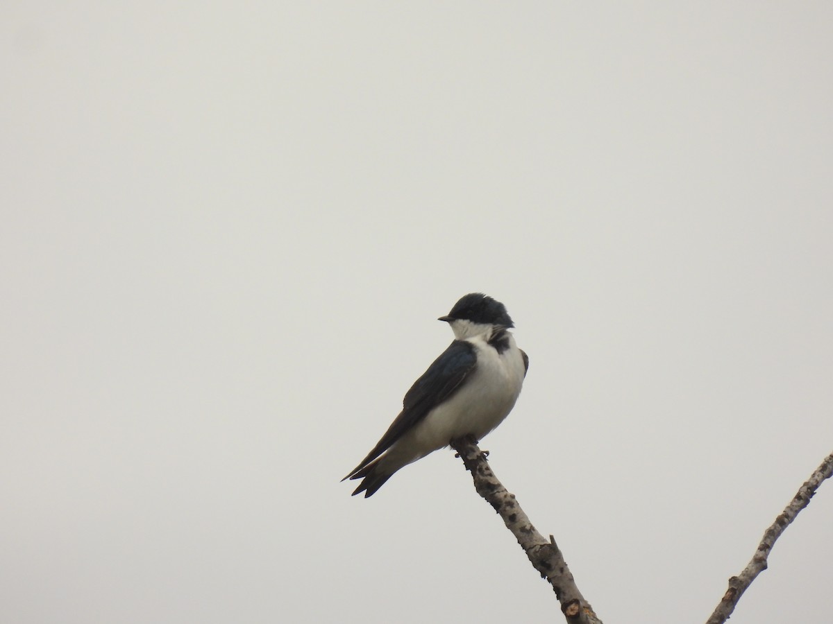 Tree Swallow - ML618162977