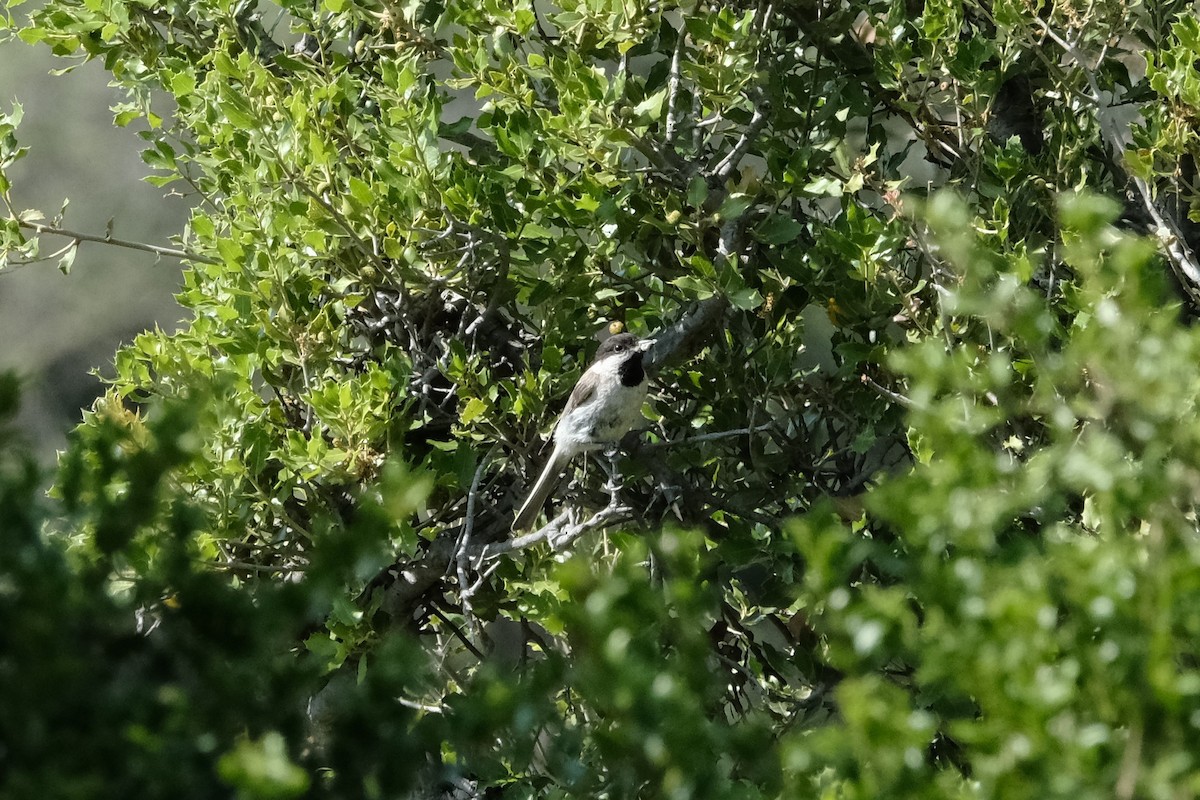 Carbonero Lúgubre - ML618162983