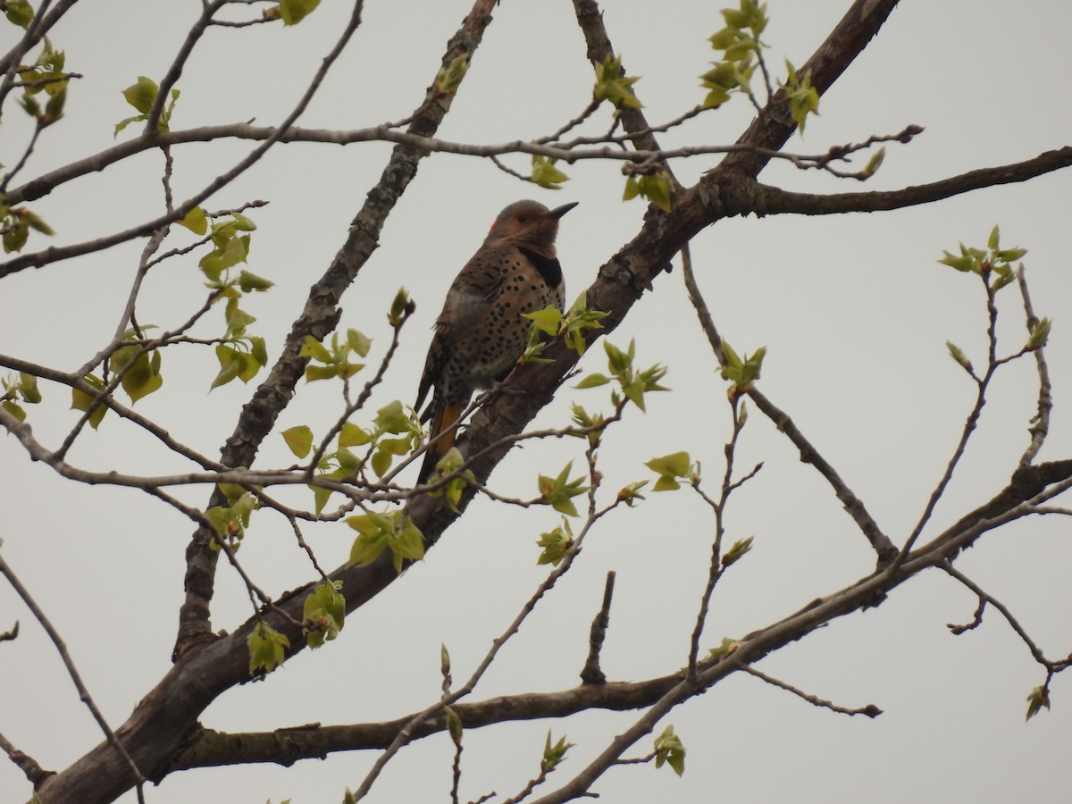 Northern Flicker - ML618162997