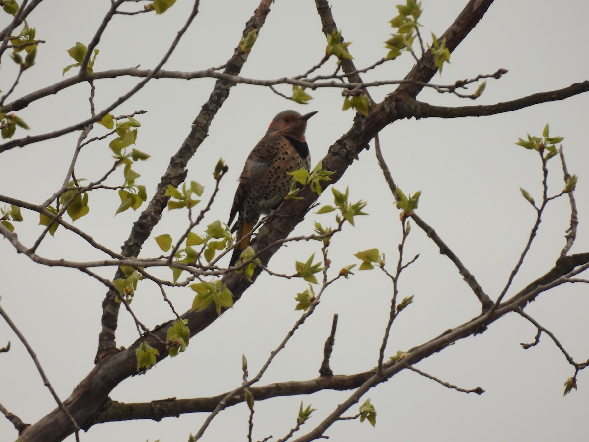 Northern Flicker - John McKay