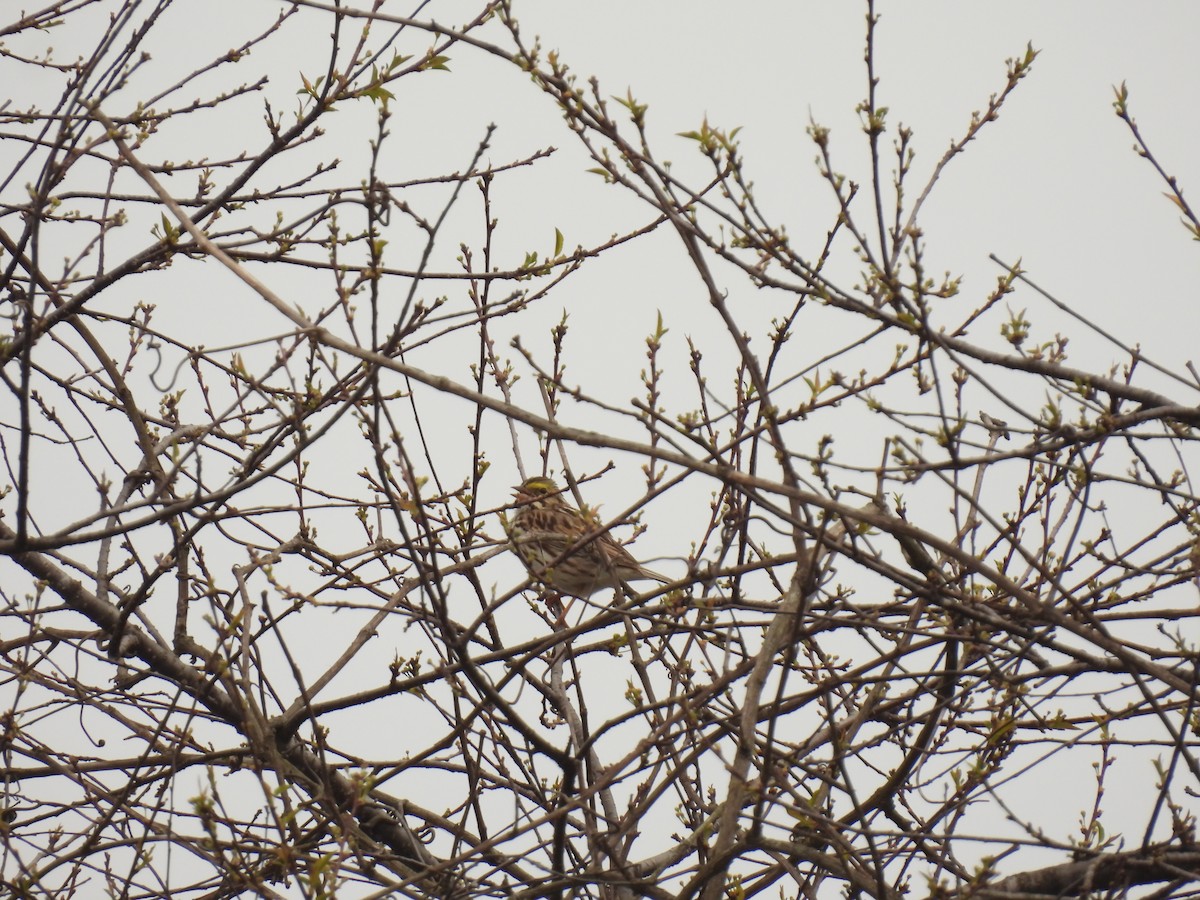 Savannah Sparrow - ML618163008