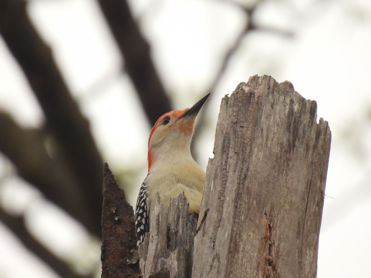 Red-bellied Woodpecker - ML618163014