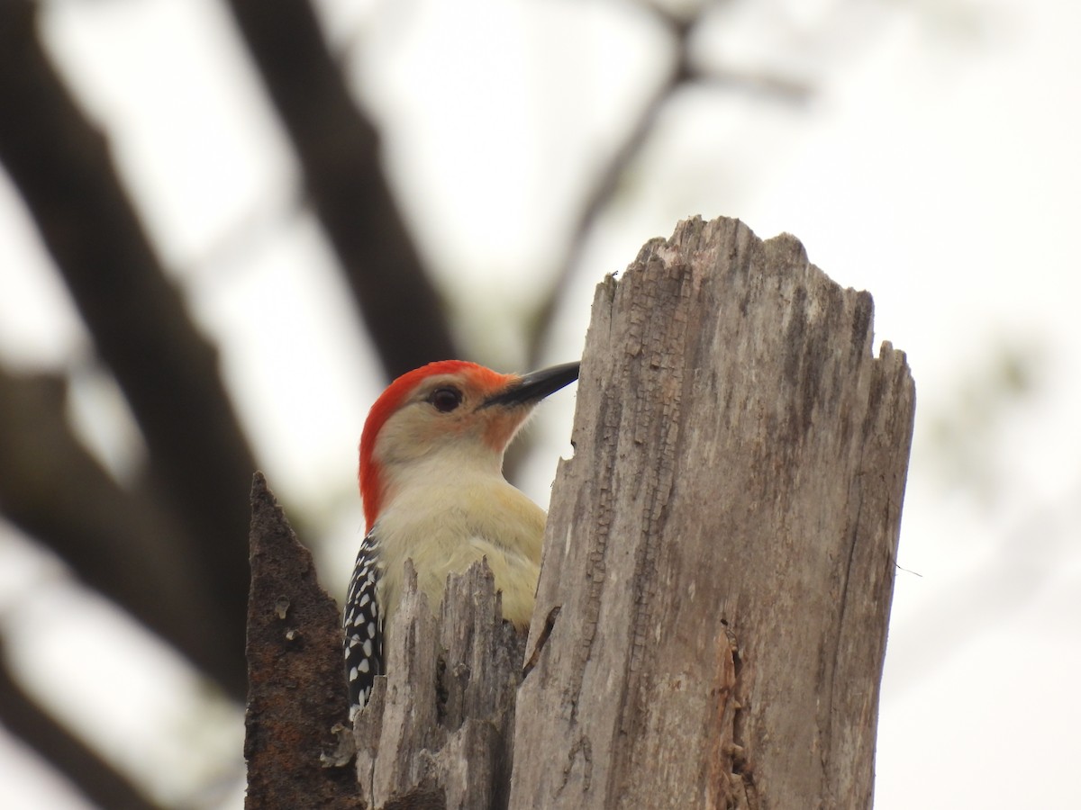 Red-bellied Woodpecker - ML618163015