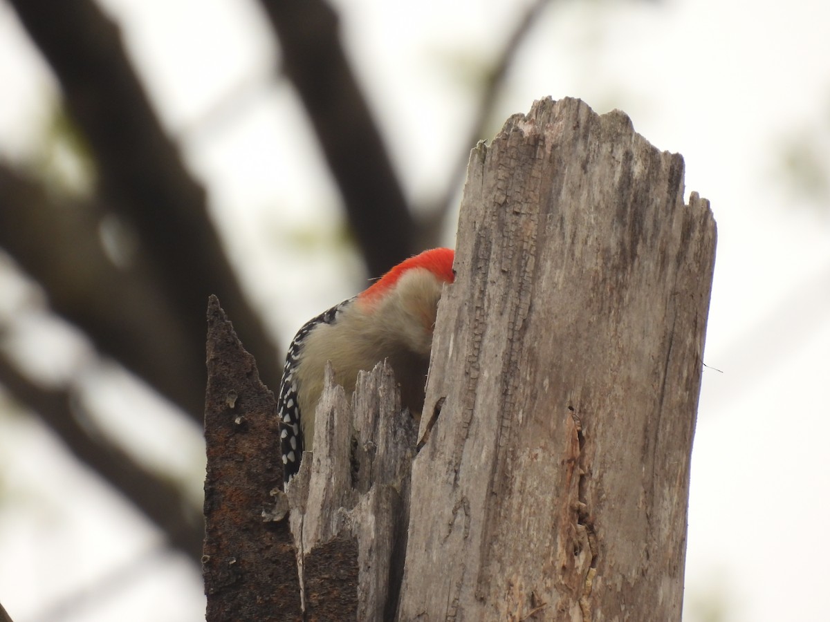 Red-bellied Woodpecker - ML618163020