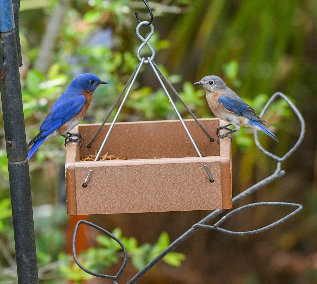 Eastern Bluebird - Jenn Clementoni