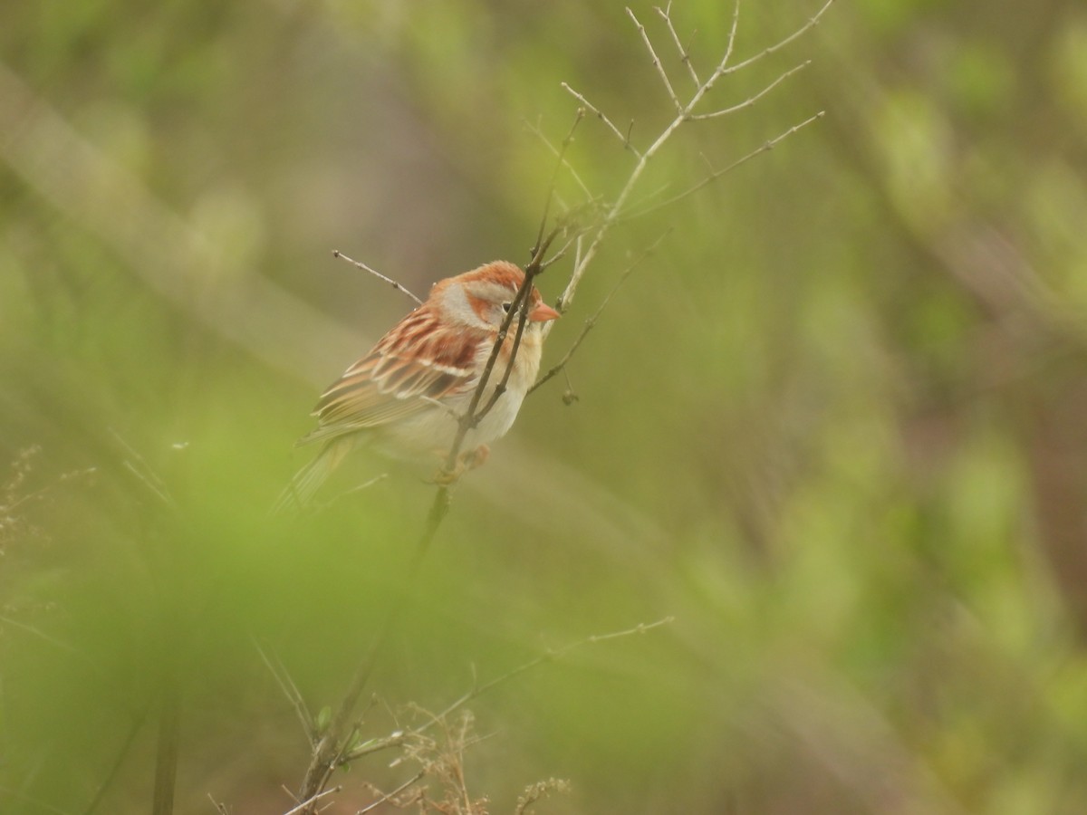 Field Sparrow - ML618163034