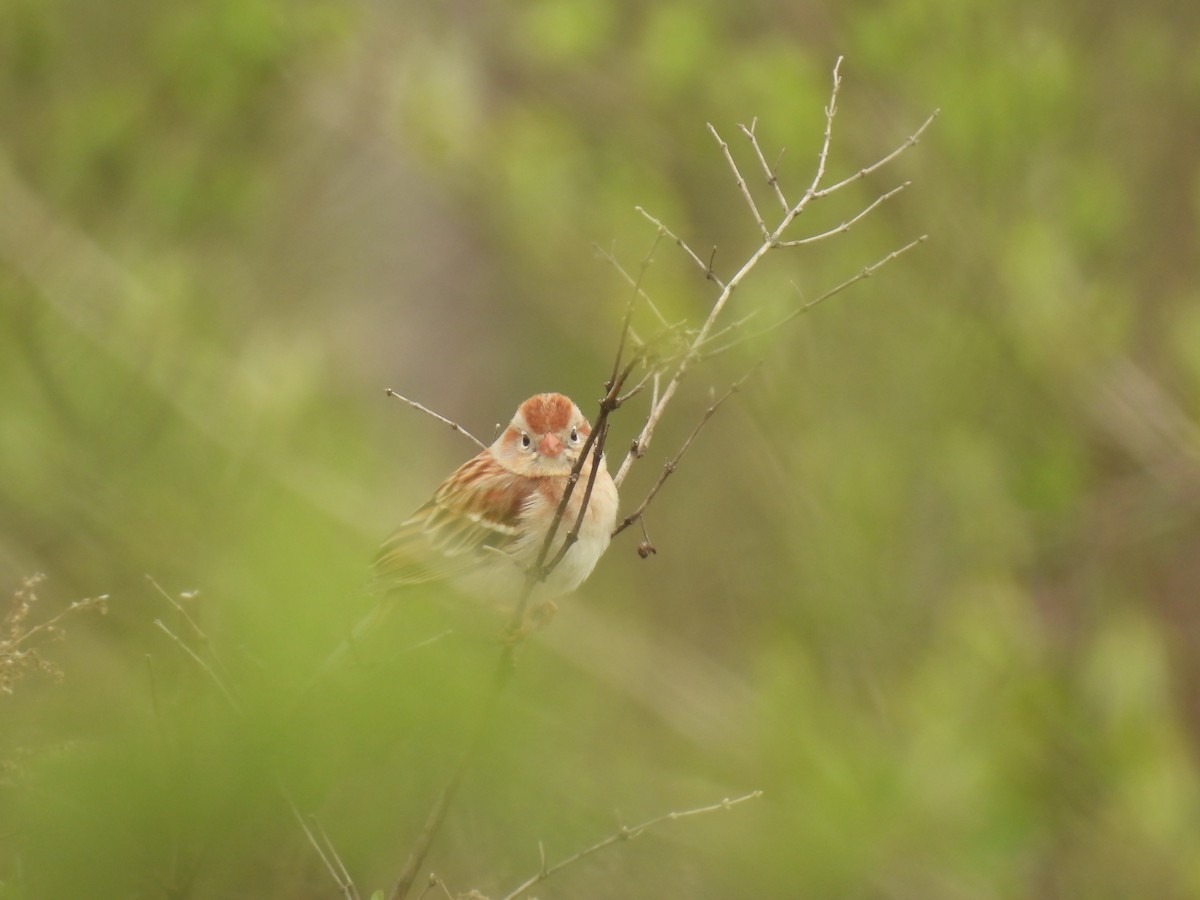 Field Sparrow - ML618163038