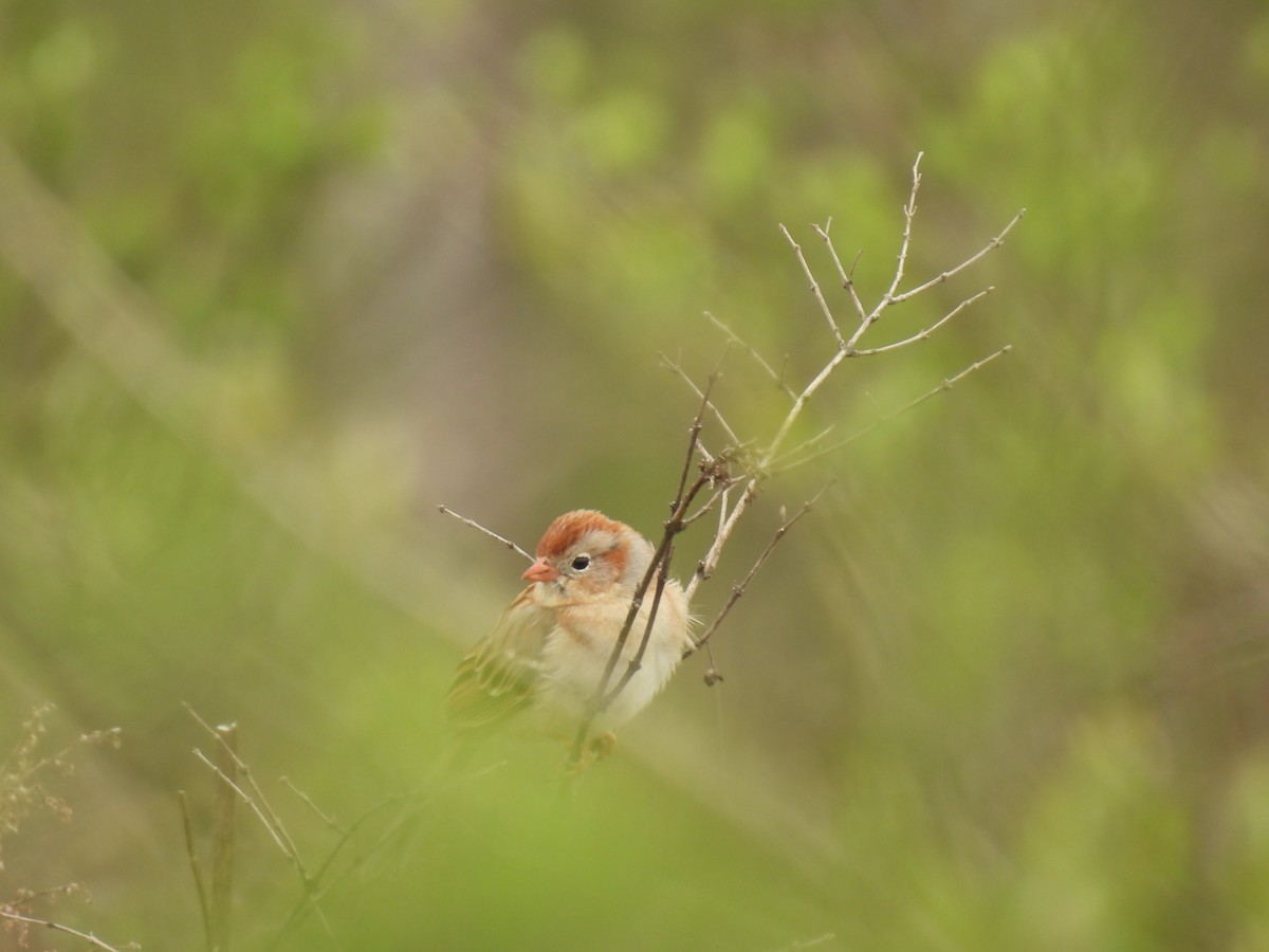 Field Sparrow - ML618163040