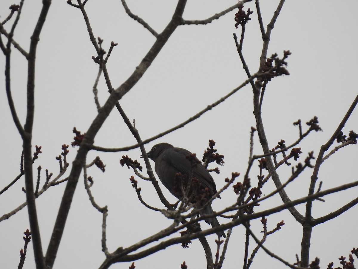 Rusty Blackbird - ML618163050